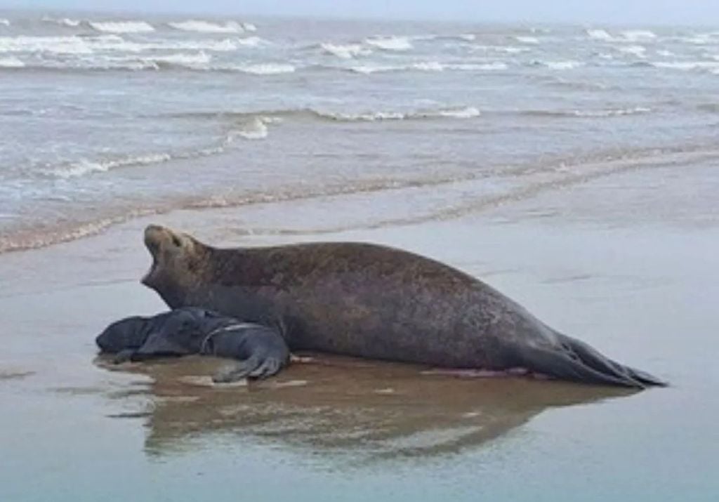Mãe e filhote de elefante-marinho na praia do Cassino no Rio Grande do Sul. Crédito: Secretaria de Município do Cassino/Divulgação)