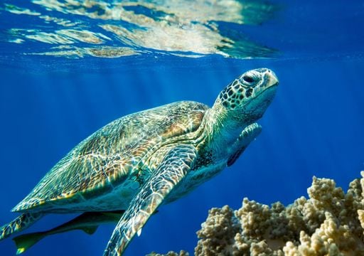 Nascono pi&ugrave; tartarughe, ma le caretta caretta rischiano lo stesso l'estinzione: ecco perch&eacute;
