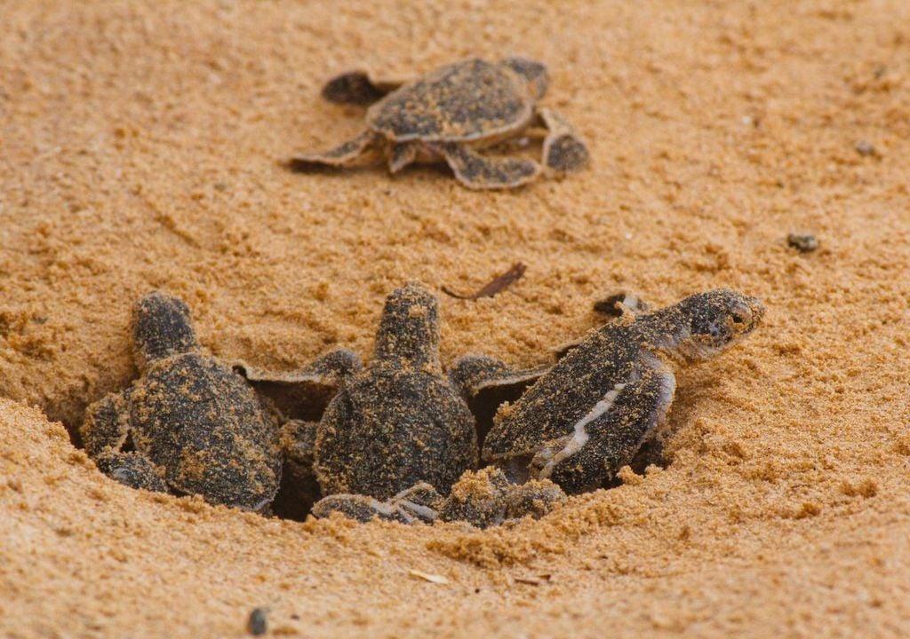 Un nido di tartarughe su una spiaggia dell'Oceano Indiano