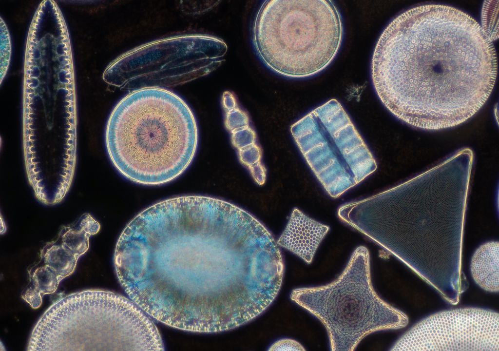 Diatoms are single celled algae with intricate "skeletons" made of silica.