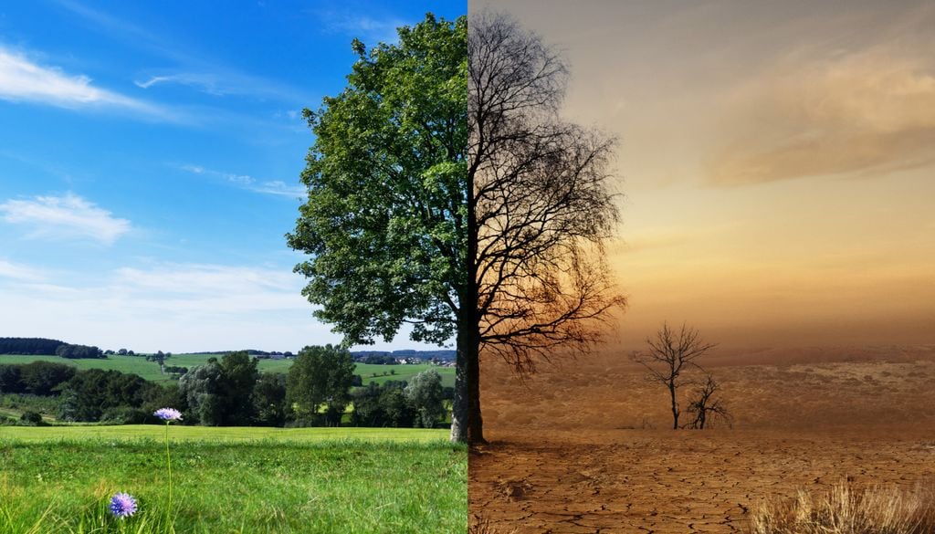 Der Klimawandel sorgt für eine starke Belastung der Wälder und befeuert so die Ausbreitung von invasiven Arten
