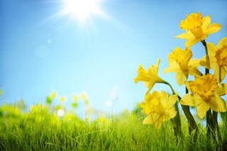 Jetzt blüht die Natur endlich auf: Grünlandtemperatur erreicht wichtige Schwelle - Gefahr durch Spätfröste?