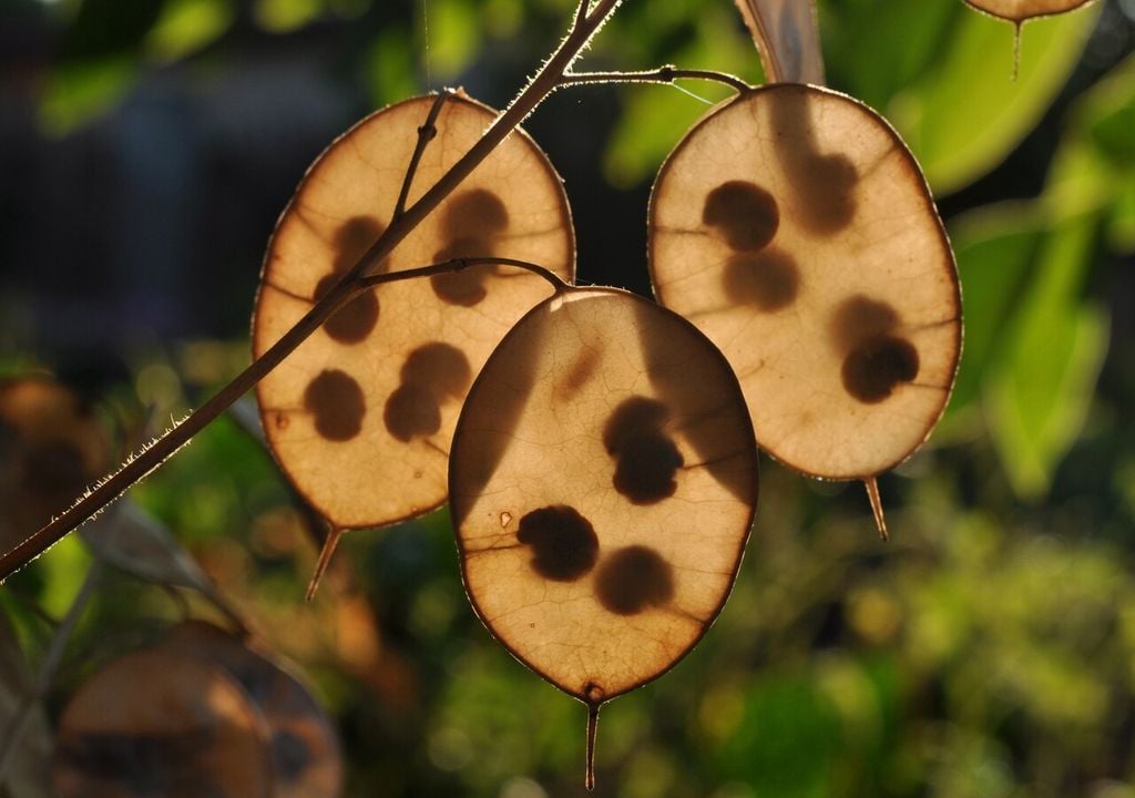 lunaria annua