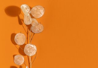 Natural, elegante y duradera: la planta que redefine la decoraci&oacute;n con flores secas