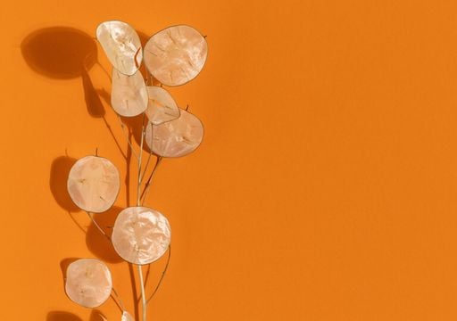 Natural, elegante y duradera: la planta que redefine la decoraci&oacute;n con flores secas