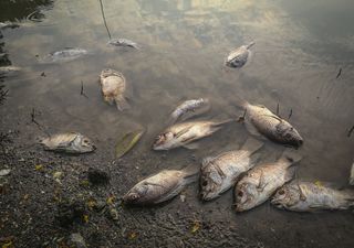 Naturaleza bajo resguardo: ¿qué debemos saber sobre la nueva ley que castigará delitos ambientales en Chile?