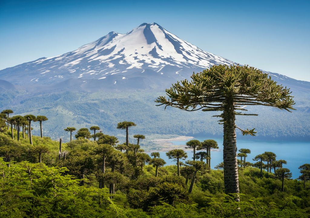 Parque Nacional Conguillío, Región de la Araucanía. Parque Nacional Conguillío, Región de la Araucanía.