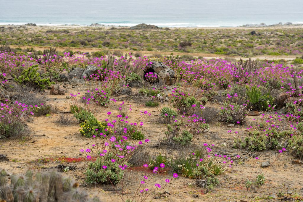 Desierto Florido en el Parque Nacional Llanos de Challe. Desierto Florido en el Parque Nacional Llanos de Challe.