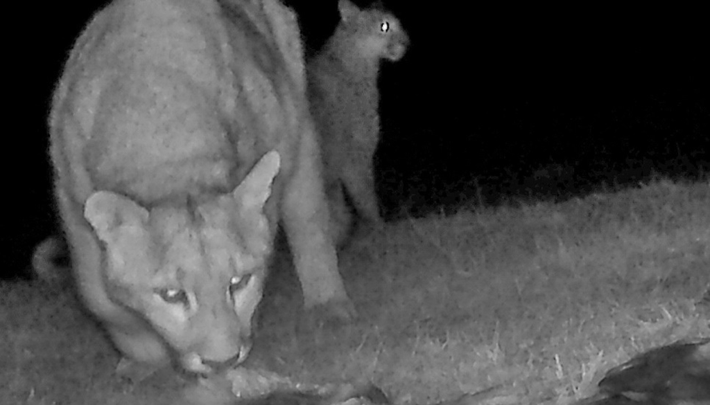 El puma patagónico ha encontrado en el salmón Chinook un eslabón clave para su alimentación. Foto: X @CONICETCenpat