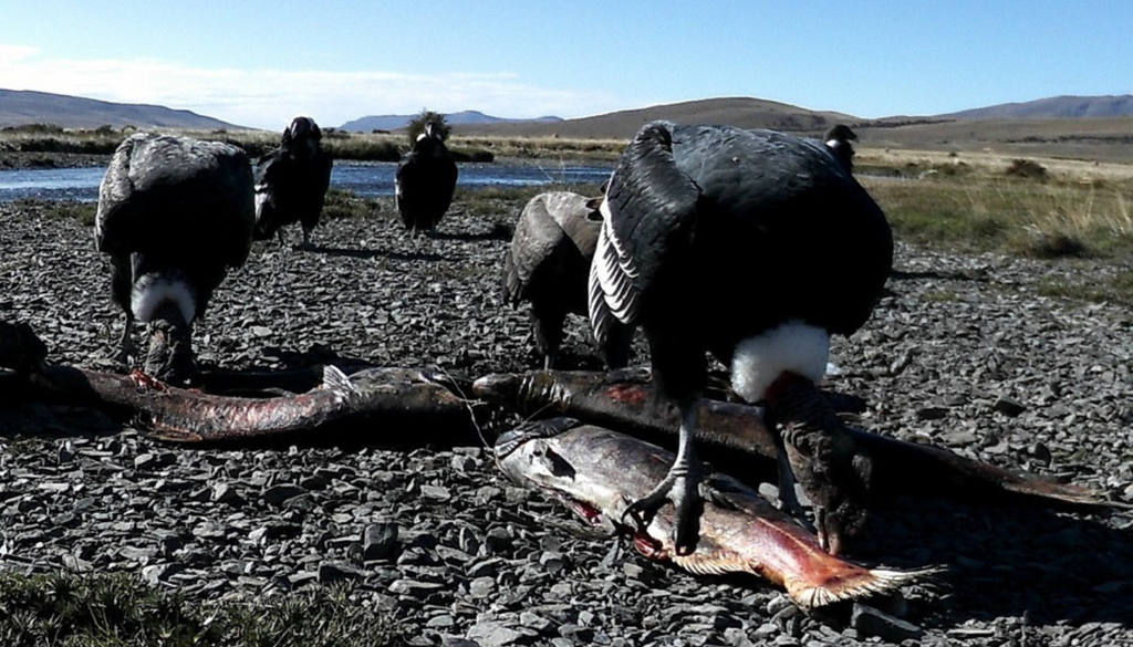 El salmón Chinook muere tras reproducirse. Esto lleva a que sus restos queden en las orillas de los ríos, convirtiéndose en alimento de carroñeros y predadores. Foto: X @CONICETCenpat