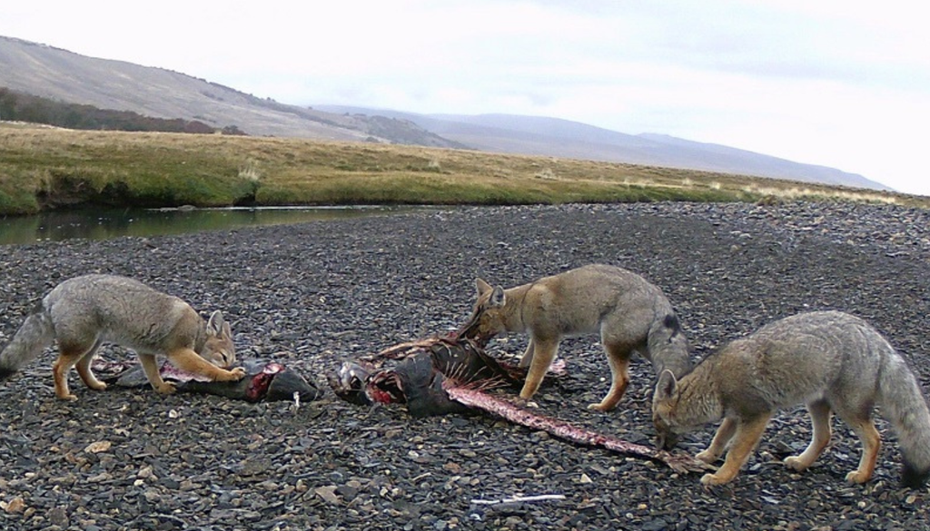 Los zorros también se ven beneficiados con la muerte del salmón Chinook y se alimentan se sus restos. Foto: X @CONICETCenap