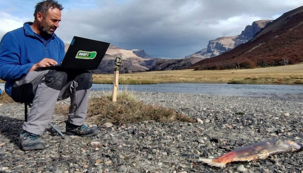 La presencia del salmón Chinook -especie invasora- en los ríos patagónicos trae consecuencias ecosistémicas. Foto: X @CONICETCenap