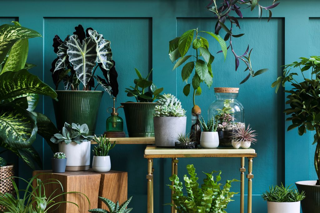 house plants