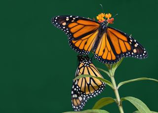 Papillon : comment les monarques se repèrent-ils sans carte ?