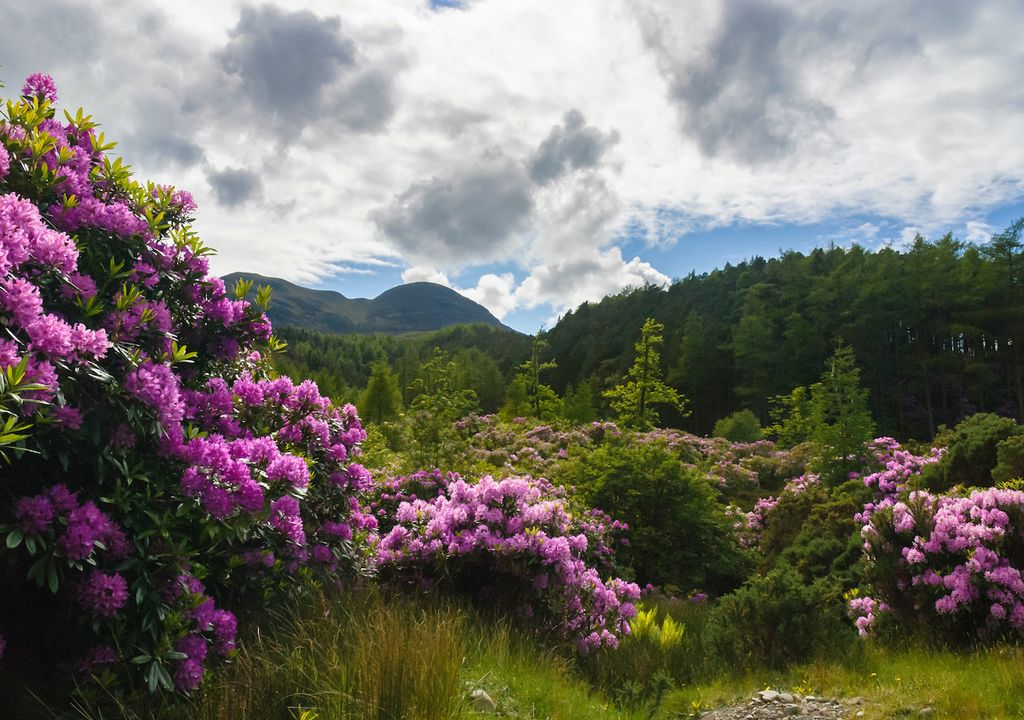 Many rare plants in Scotland are in hard to access areas, such as in the Highlands.