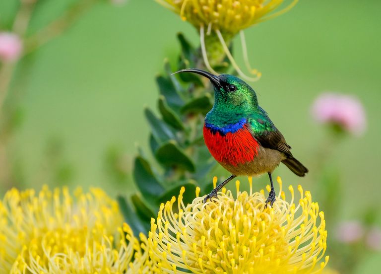 Ces oiseaux chantent la même chanson depuis 500 000 ans ! Ces oiseaux chantent la même chanson depuis 500 000 ans !