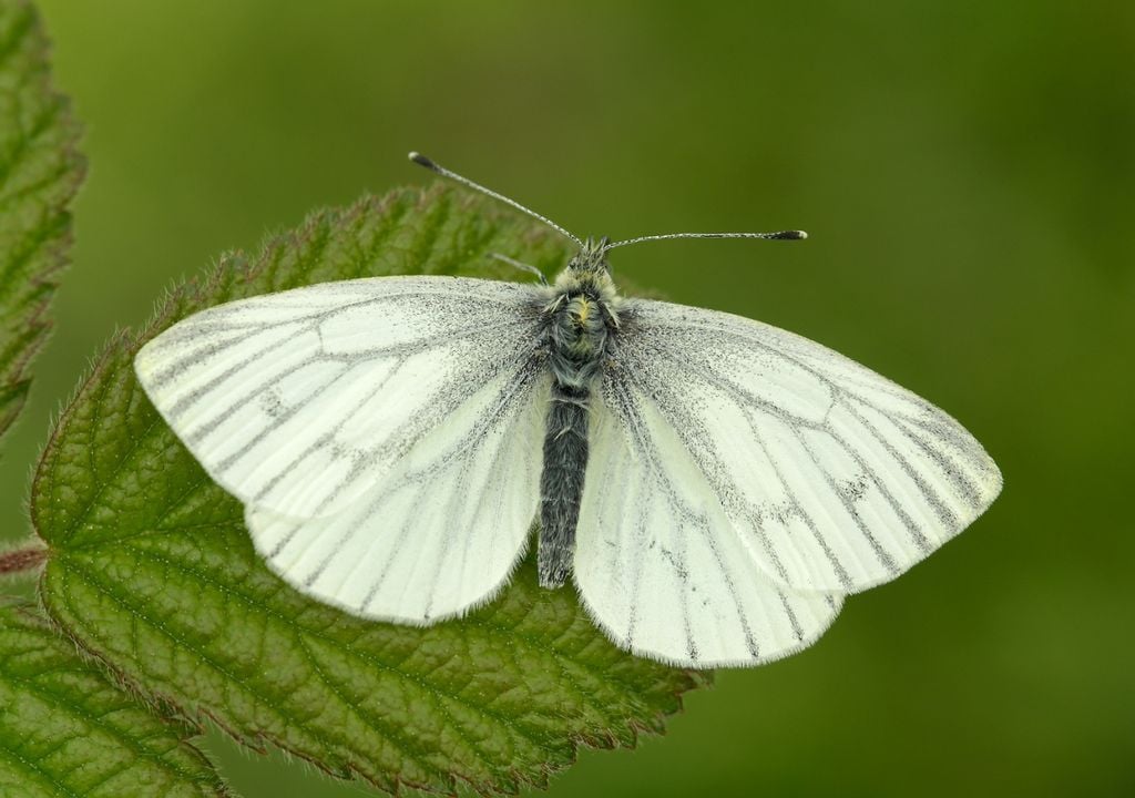 Nature Emergency: Big Butterfly Count results reveal lowest numbers on record