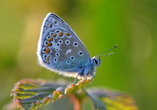 Emergencia natural: los resultados del Gran Conteo de Mariposas del Reino Unido revelan cifras dramáticas