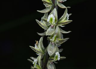 Unusual!  A supposedly extinct orchid rediscovered in Australia!