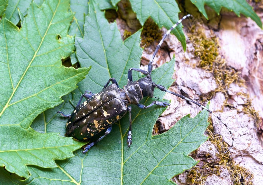 The Asian long-horned beetle, ranked second most likely to establish in the UK.
