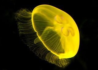 Méduse : une nouvelle espèce bioluminescente découverte en Californie