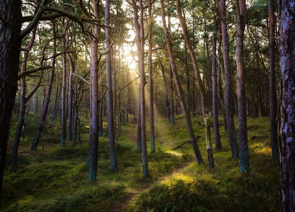 Une marche en forêt aide à la méditation
