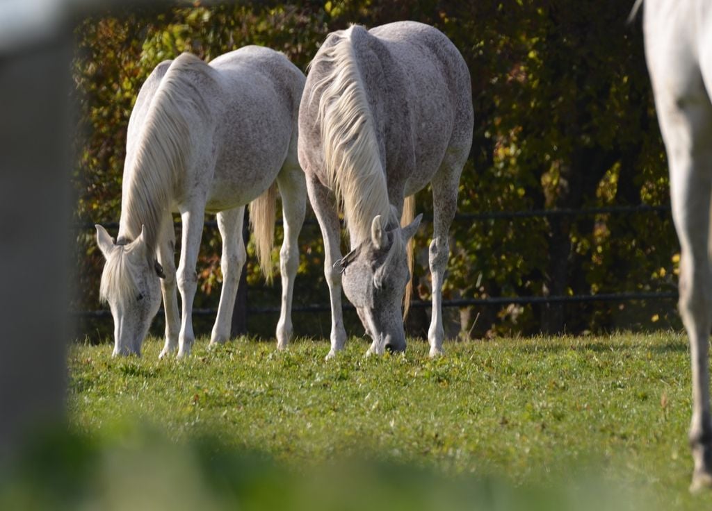 Les animaux, comme les chevaux, sont d'excellents alliés