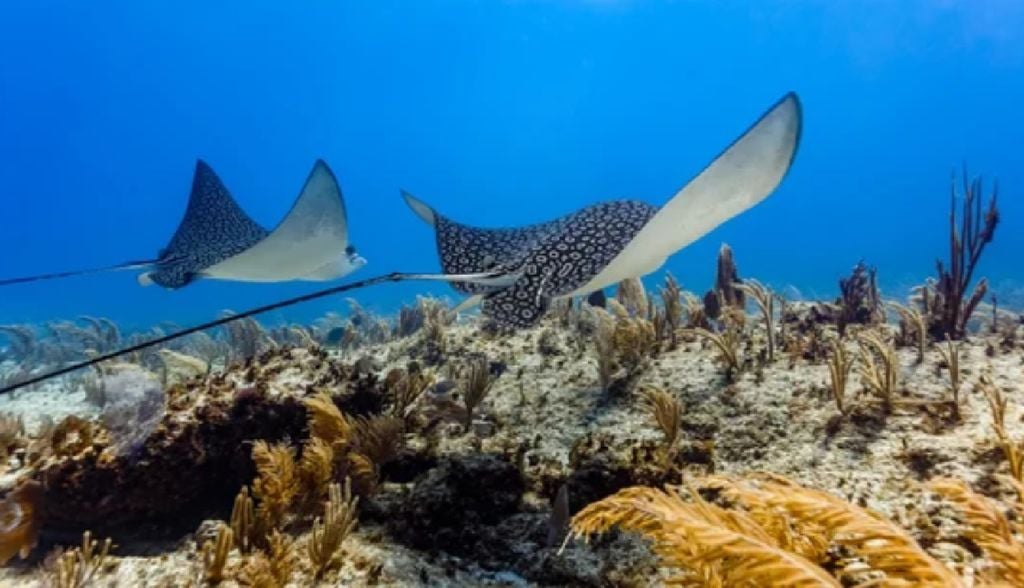 En esta ANP aún es posible avistar una gran diversidad de especies de flora y fauna. En esta ANP aún es posible avistar una gran diversidad de especies de flora y fauna.