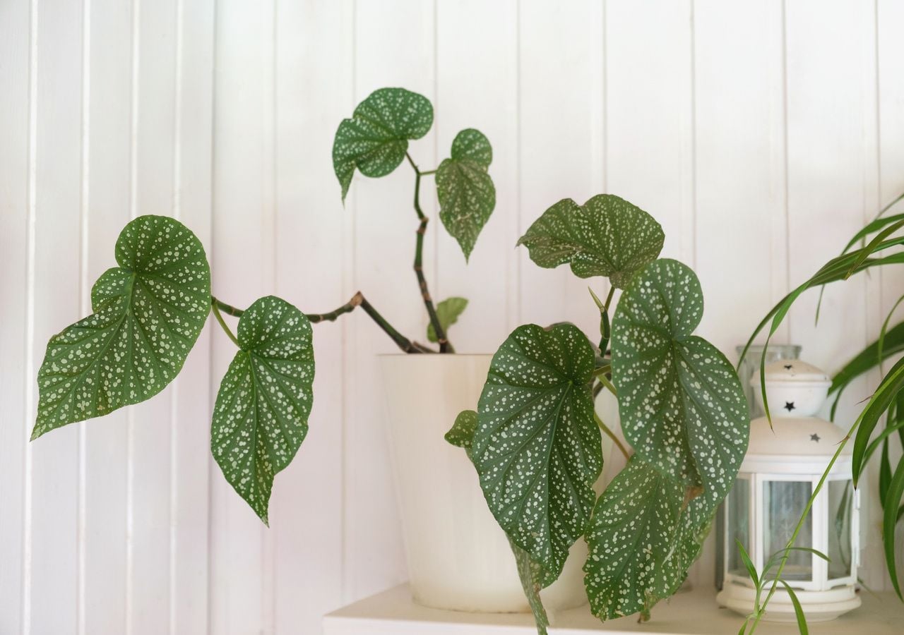 Né Potus né Zamia: la begonia è una pianta da appartamento ideale, facile da curare e dall’impatto estetico forte