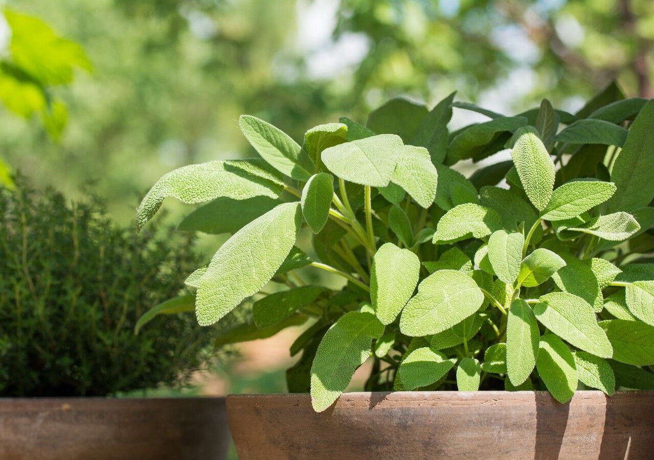 Questa pianta è apprezzata in cucina come aromatica e in giardino o terrazzo come ornamentale