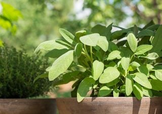 Né rosmarino né timo: questa pianta mediterranea è la regina dei balconi primaverili in Italia ed è buonissima in cucina