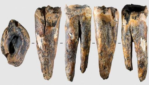 Neandertais j&aacute; tratavam c&aacute;ries com ferramentas de pedra h&aacute; 60 mil anos