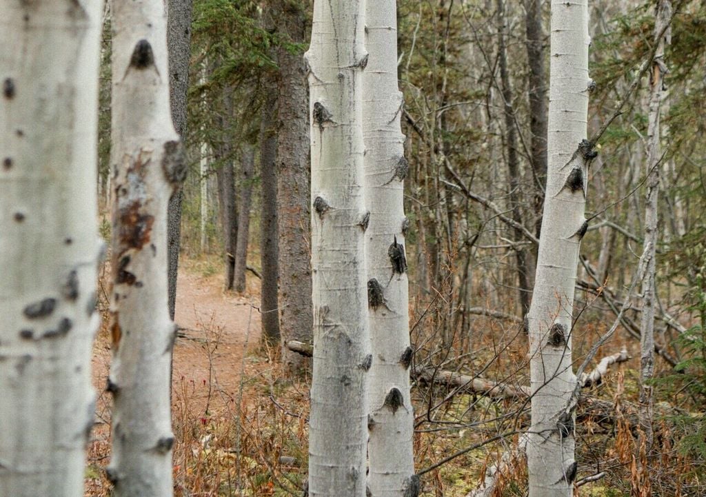 Birkenpech wird durch die Verbrennung von Birkenrinde gewonnen und hat nachweislich eine antibakterielle Wirkung. Bild: Chewool Kim/Unsplash