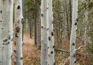 Neandertaler: Forscher halten medizinischen Gebrauch von Birkenpech in der Steinzeit f&uuml;r m&ouml;glich