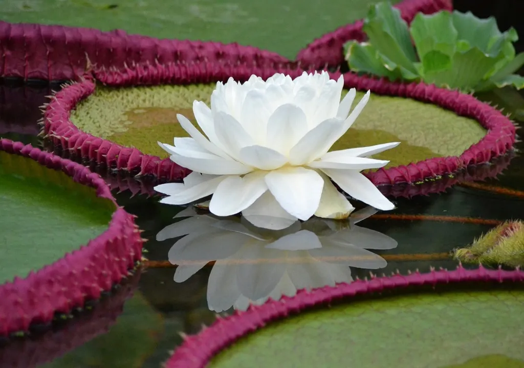 The world’s largest giant waterlily, Victoria boliviana