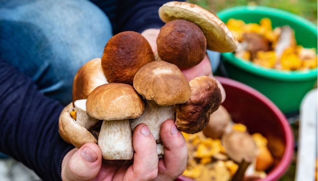 Un raccolto abbondante di funghi dopo un'escursione autunnale