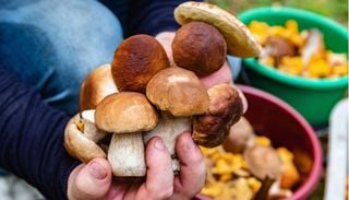 Nebbia, umidit&agrave; e orientamento: andare per funghi in sicurezza nei boschi