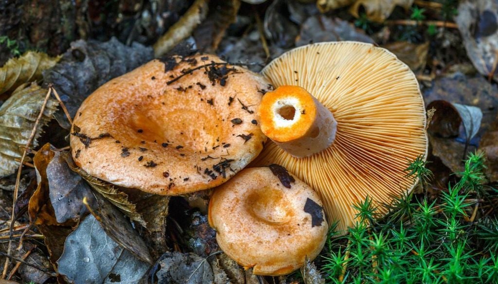 Lactarius deliciosus, un fungo dal sapore gustoso che si sta diffondendo sempre di più sulle tavole