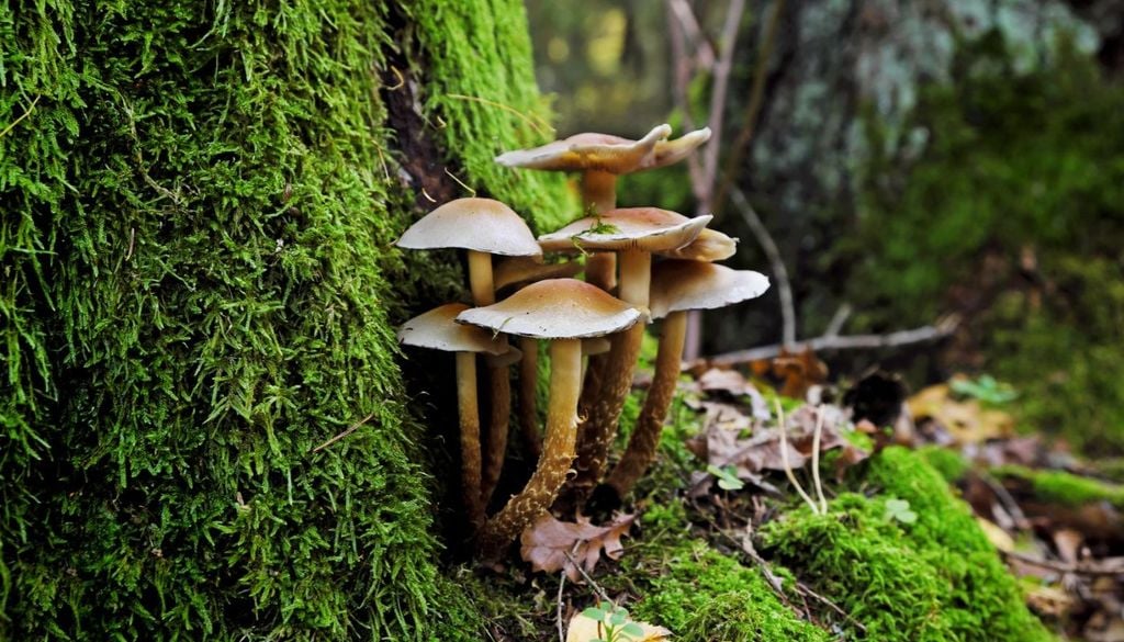 I funghi, sia velenosi che commestibili, sono preziosi per la salute dei boschi e degli animali che vi abitano