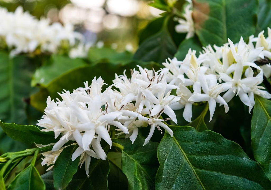 florada florada