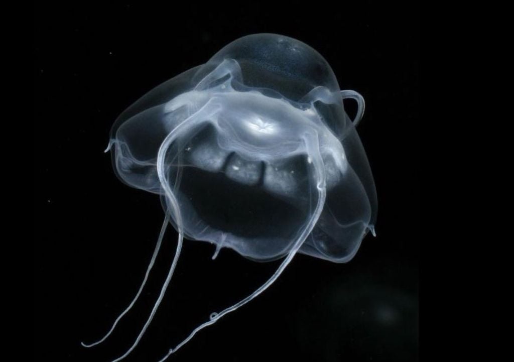 Narcomedusa, Mediterraneo Narcomedusa, Mediterraneo