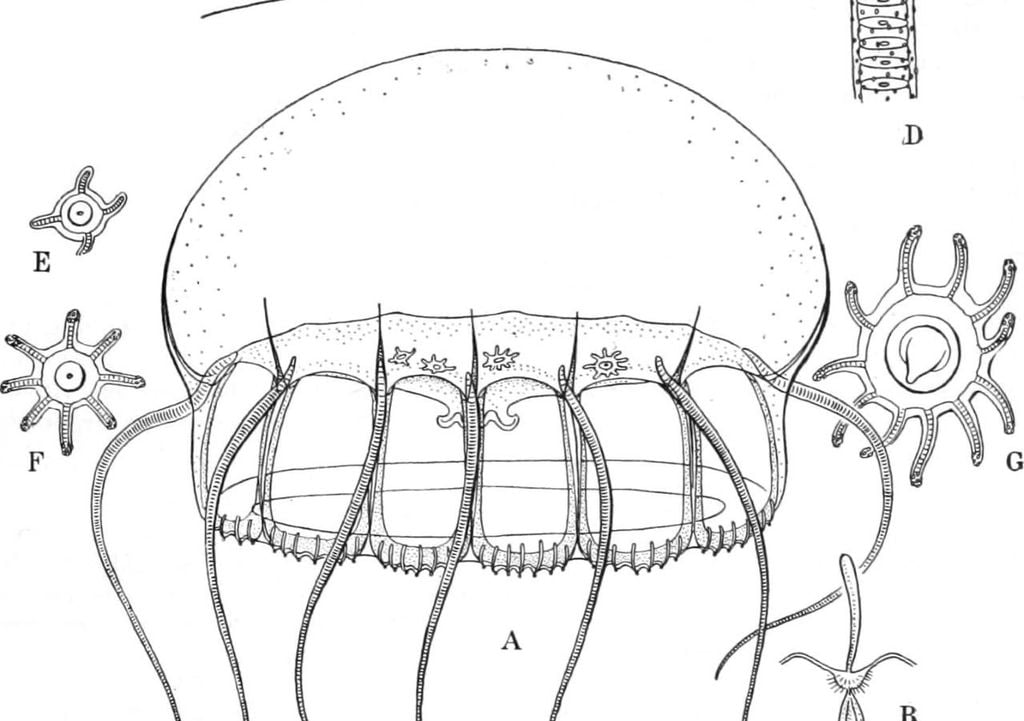 Narcomedusa. Narcomedusa.