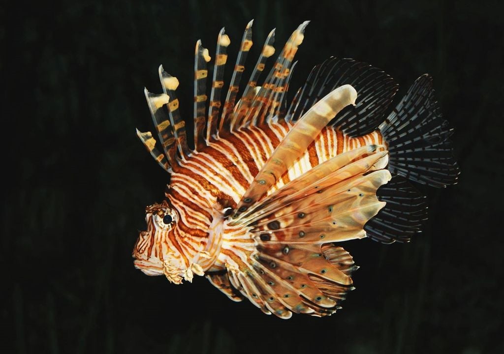 Pesce scorpione