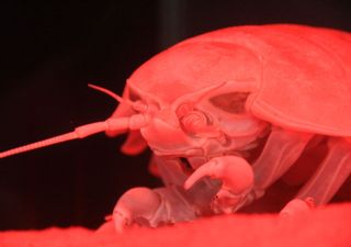 Nei mari del Vietnam è stata scoperta una nuova specie di crostaceo gigante, le sue dimensioni stupiscono i ricercatori