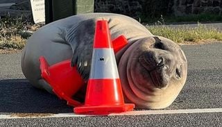 Neil, la foca que que duerme en la calle y aplasta conos de tr&aacute;nsito, es la nueva estrella viral de Australia