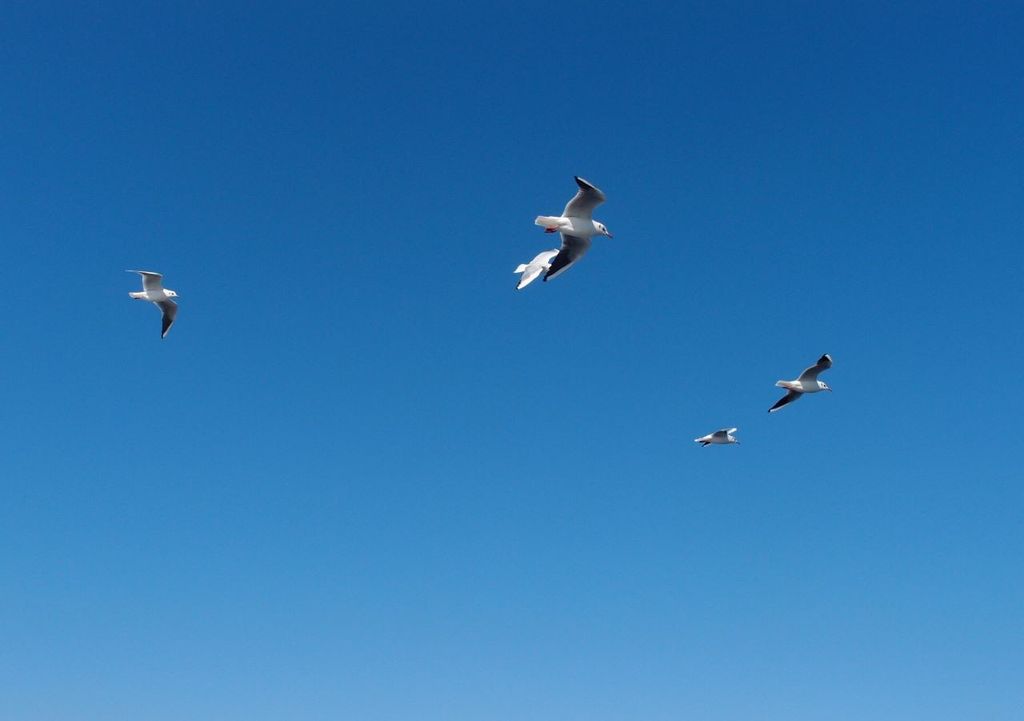 Vögel fliegen auf einem Hintergrund von blauem Himmel