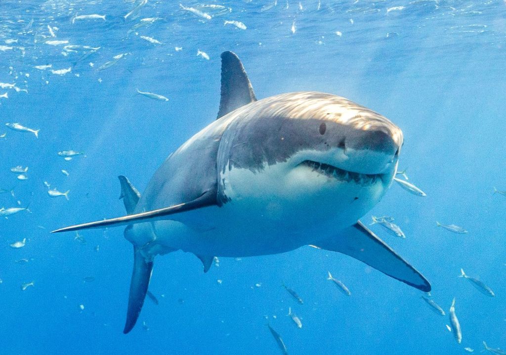 Squali bianchi mediterranei.