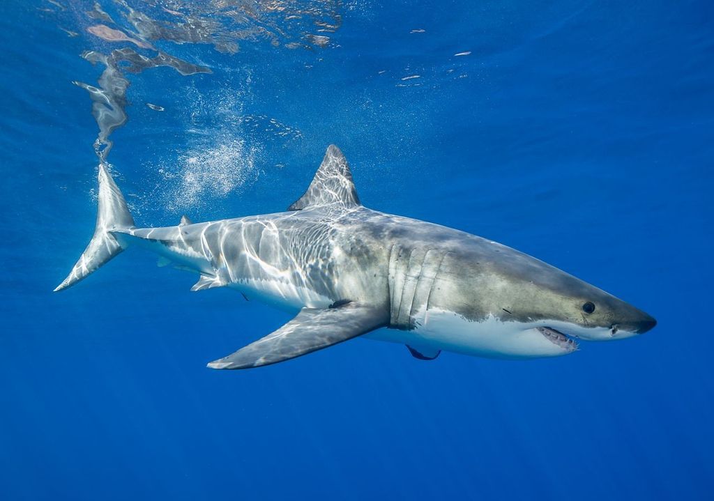 Squalo bianco.