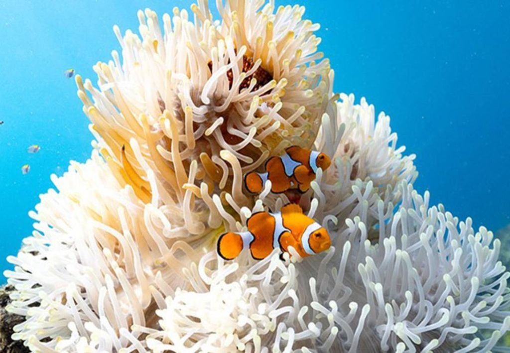 Pez payaso Nemo Pez payaso Nemo