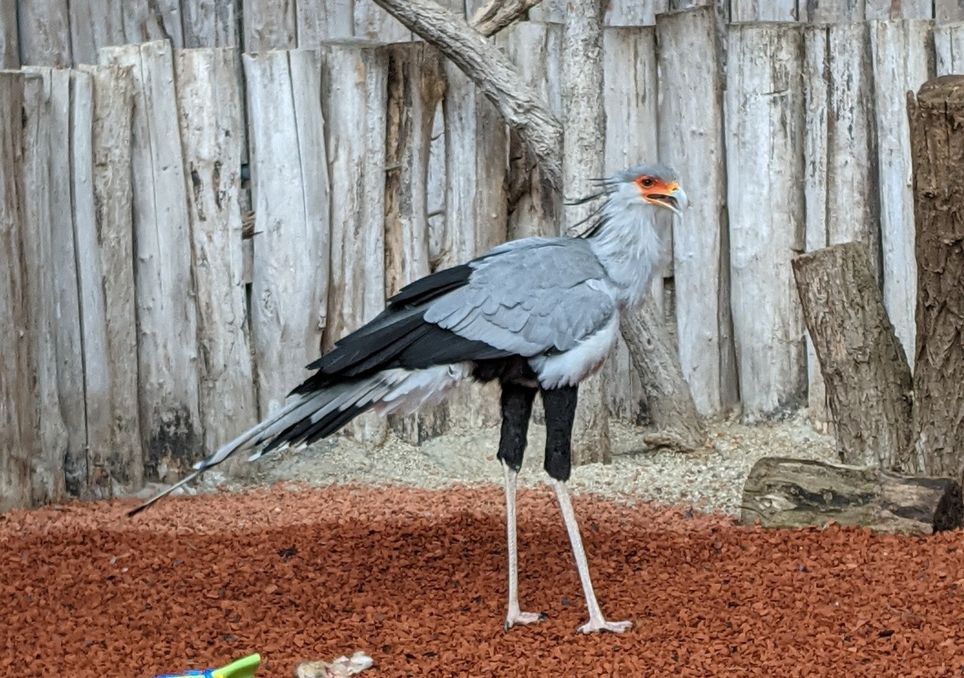 Ein Sekretär (Sagittarius serpentarius) im Versuch, aufgenommen in der Adlerwarte Berlebeck in Detmold. Der Vogel begutachtet ein neuartiges Objekt (unten links), das ihm zusammen mit Futter präsentiert wurde. Ein Sekretär (Sagittarius serpentarius) im Versuch, aufgenommen in der Adlerwarte Berlebeck in Detmold. Der Vogel begutachtet ein neuartiges Objekt (unten links), das ihm zusammen mit Futter präsentiert wurde.